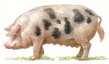 Белорусская черно пестрая порода свиней