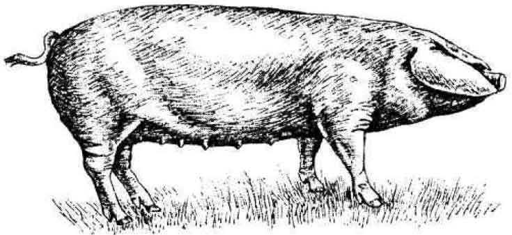 Уэльская порода свиней