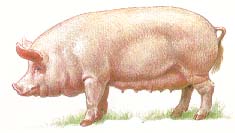 породы свиней Свиньи в приусадебном хозяйстве