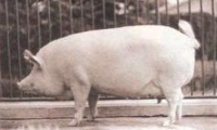 Белая короткоухая порода свиней