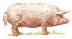 Украинская степная белая порода свиней