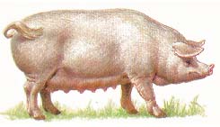 Уржумская порода свиней
